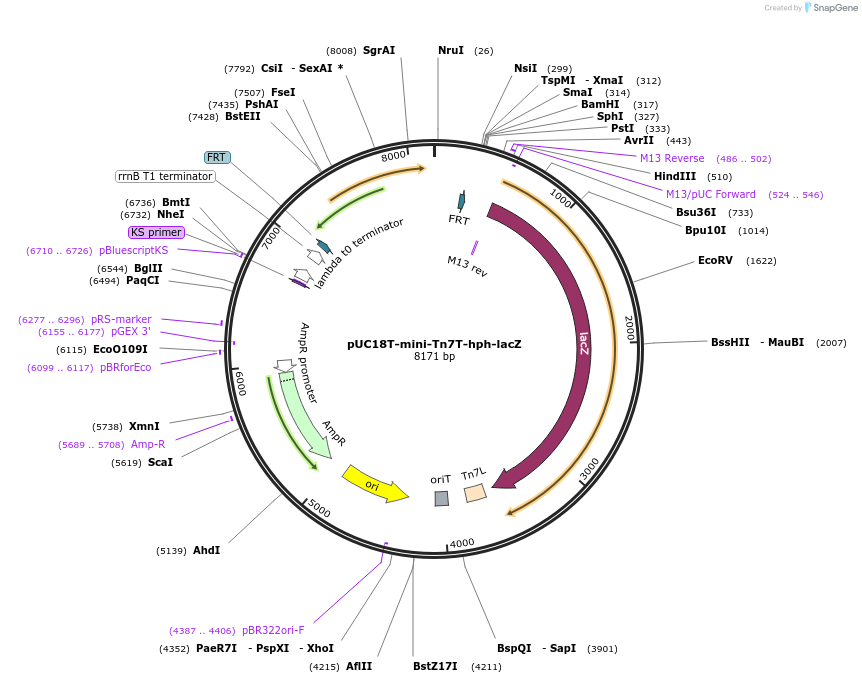 218370-plasmid-map-sequence-id-432230