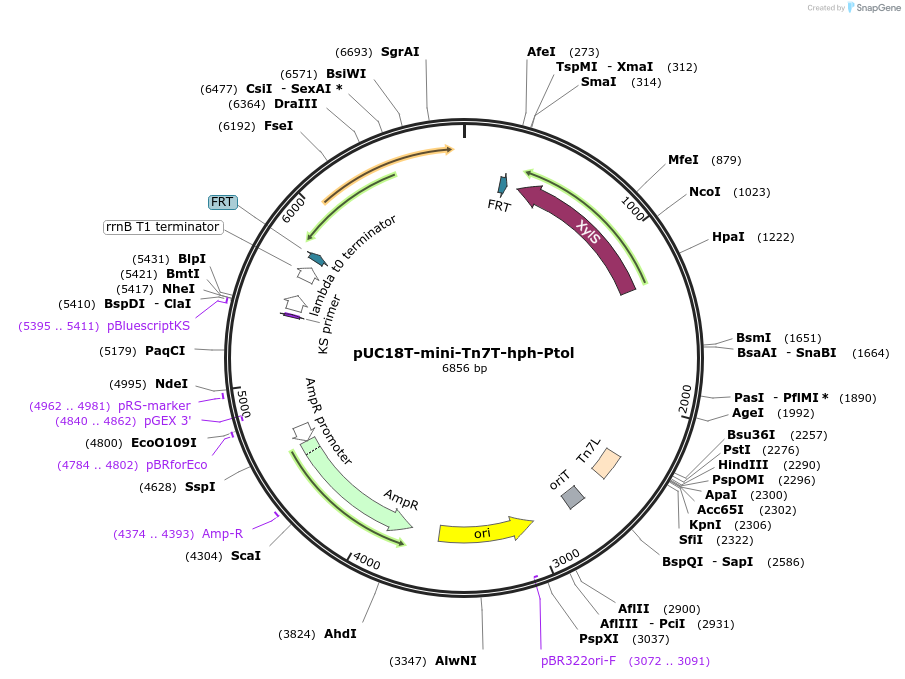 218369-plasmid-map-sequence-id-432231