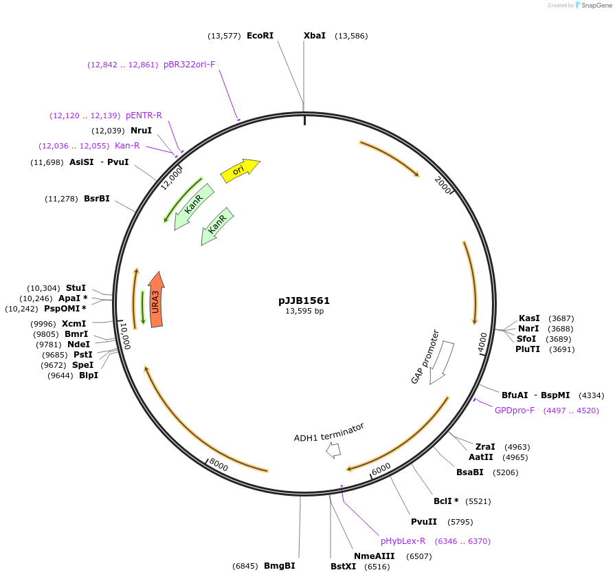 218626-plasmid-map-sequence-id-432235