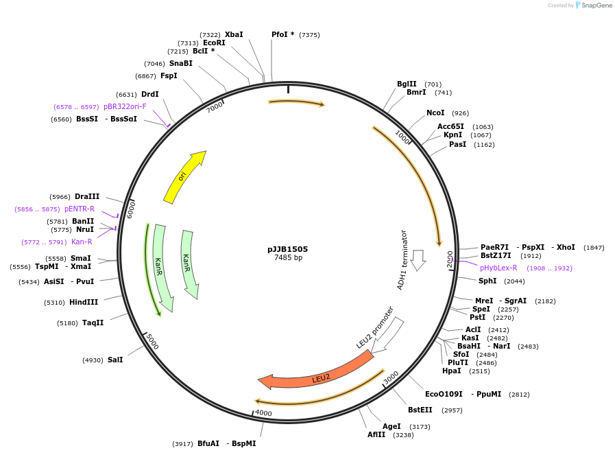 218612-plasmid-map-sequence-id-432255