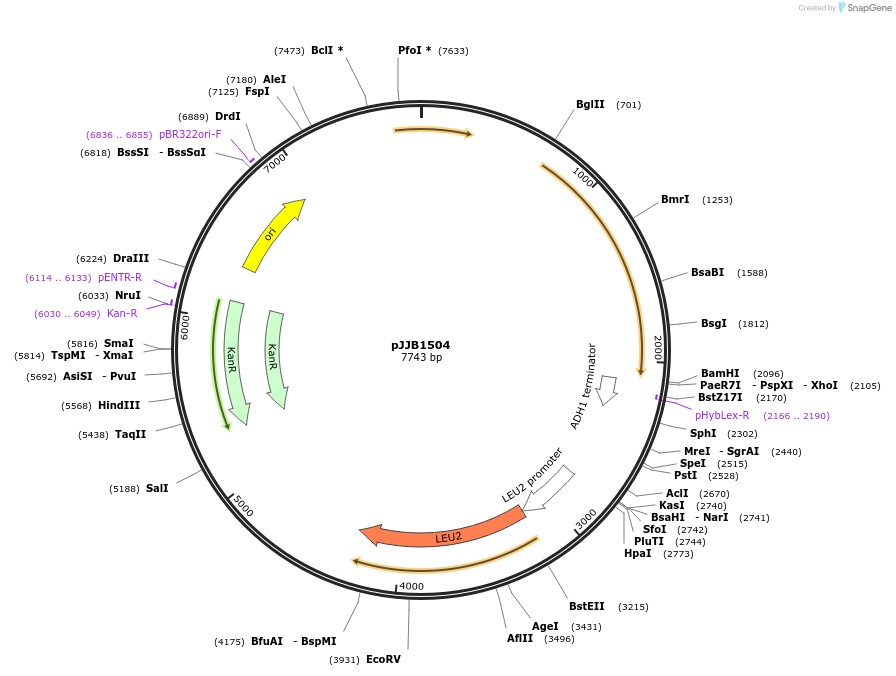 218611-plasmid-map-sequence-id-432267