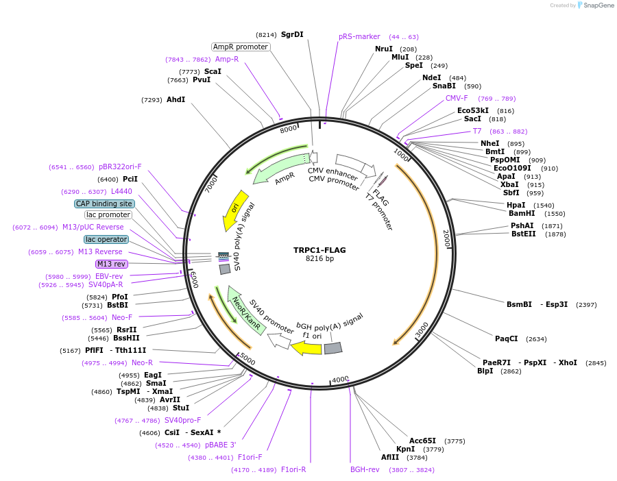 24408-plasmid-map-sequence-id-432278