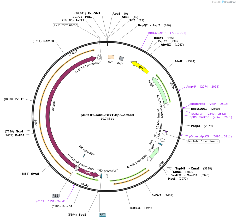 218371-plasmid-map-sequence-id-432289