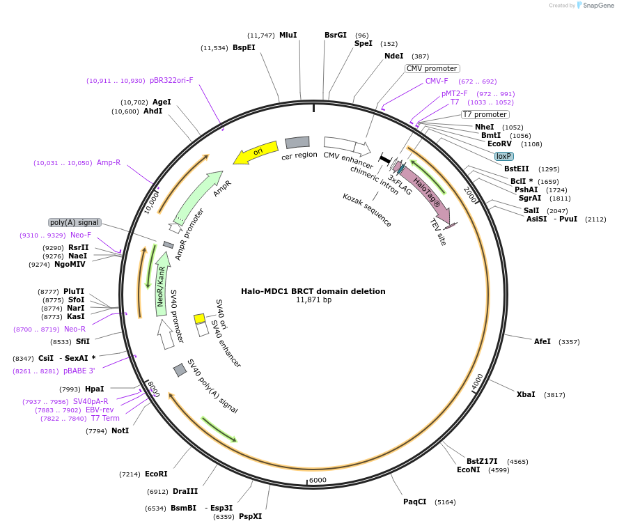 207110-plasmid-map-sequence-id-432321