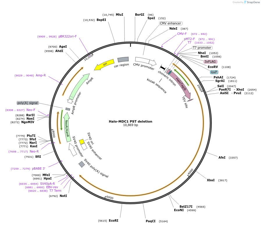 207109-plasmid-map-sequence-id-432322