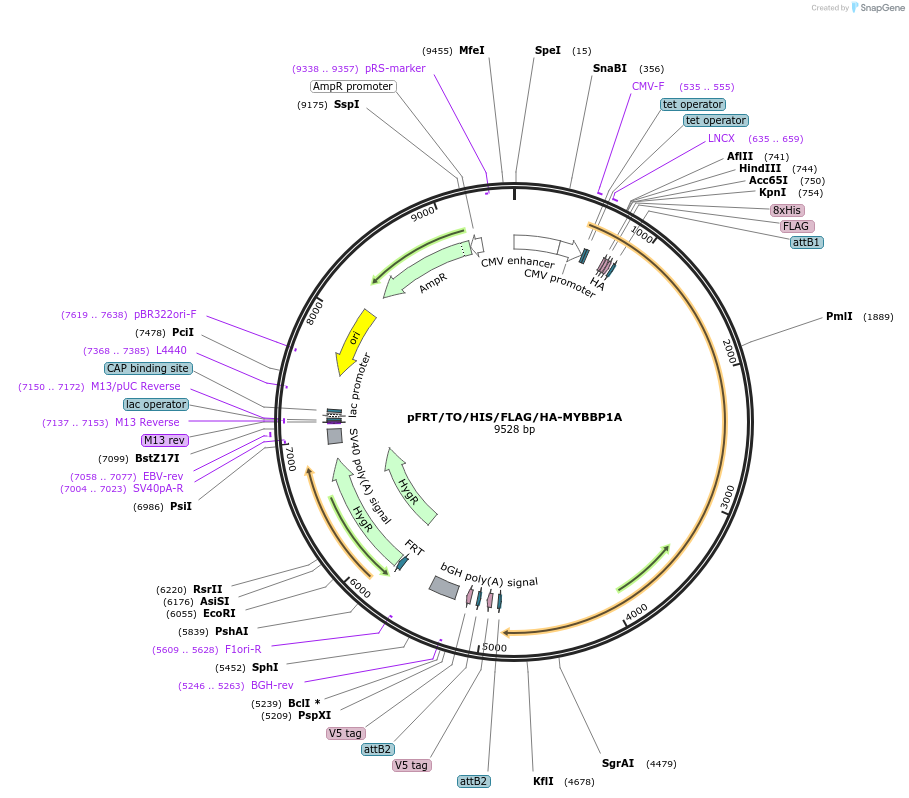 38084-plasmid-map-sequence-id-432325