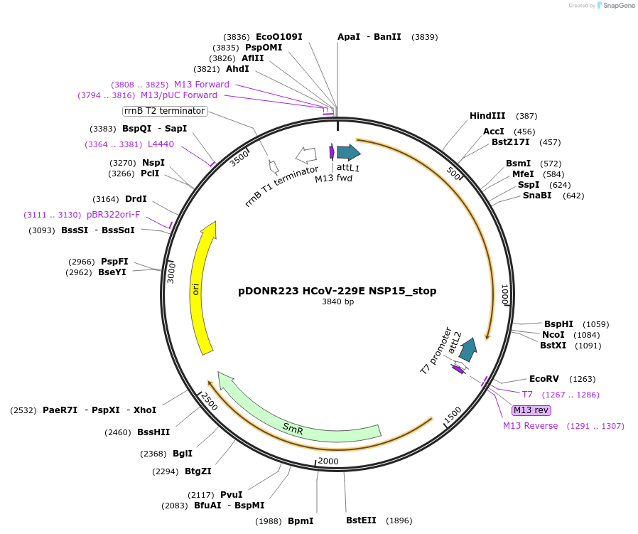 168761-plasmid-map-sequence-id-432344