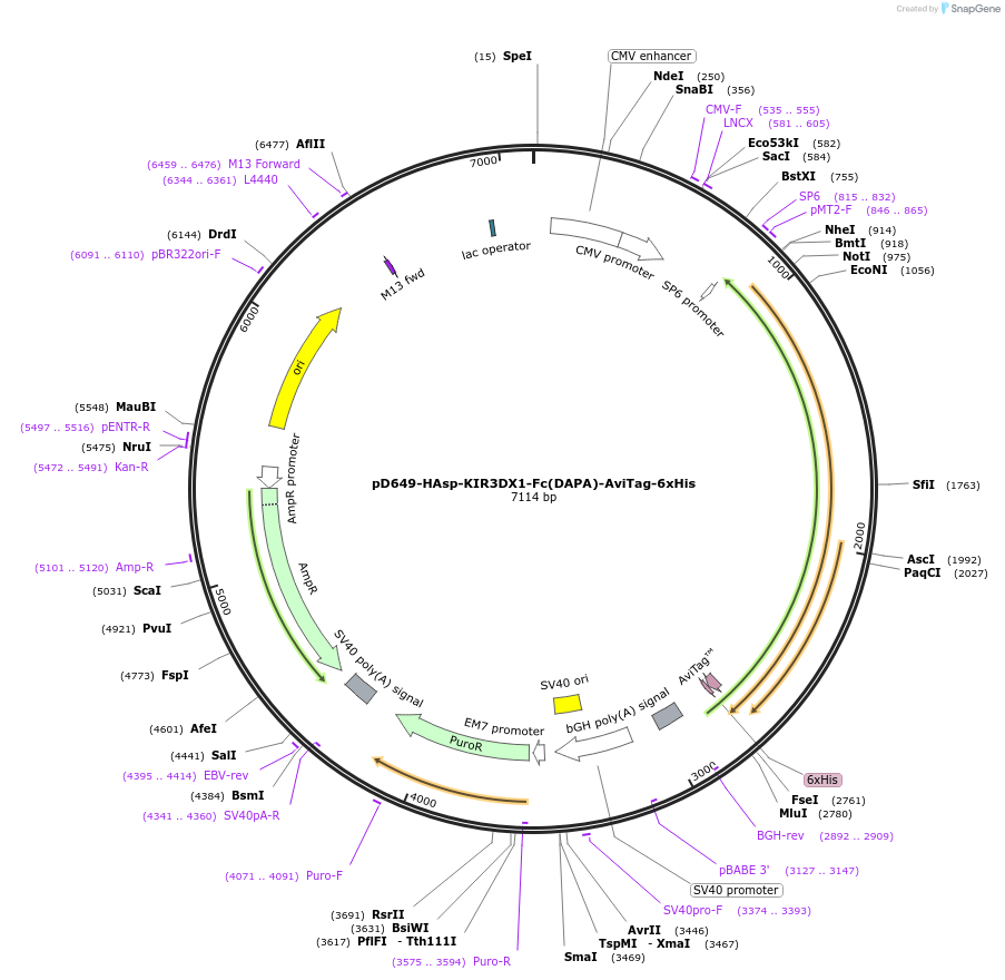 156774-plasmid-map-sequence-id-432345