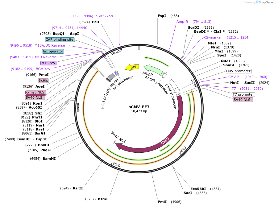 214812-plasmid-map-sequence-id-432377