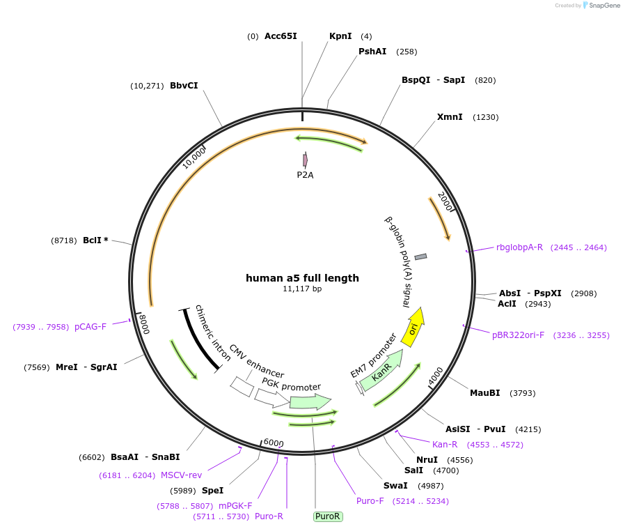 217818-plasmid-map-sequence-id-432379