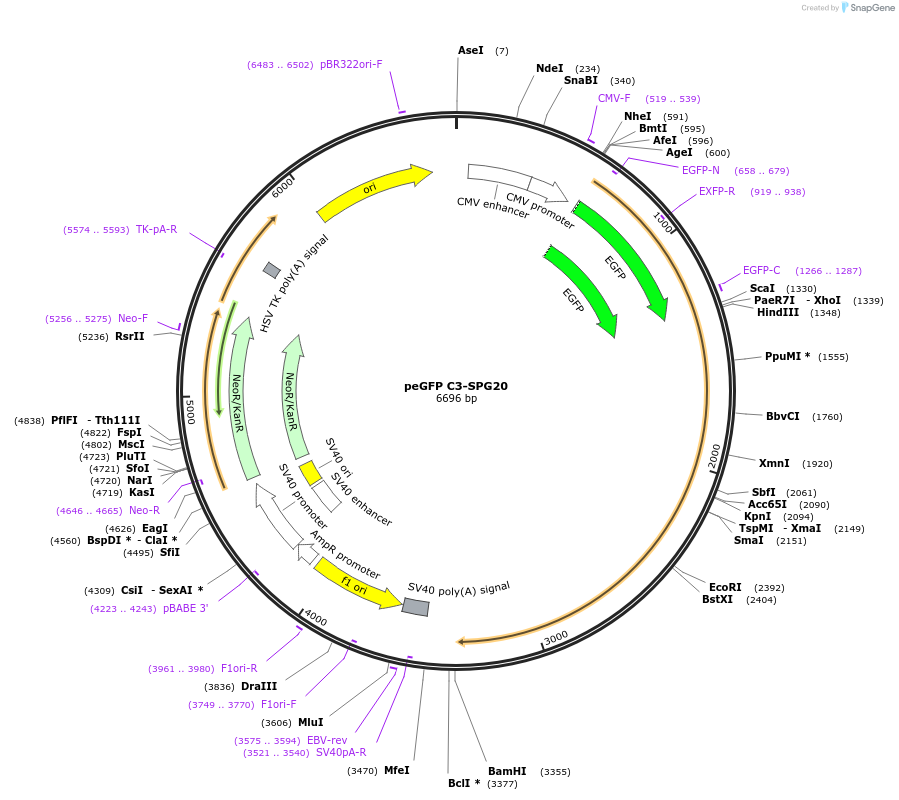 218578-plasmid-map-sequence-id-432380