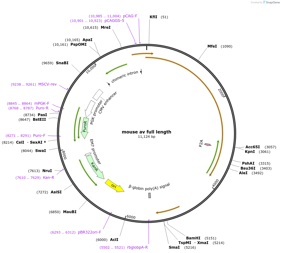 217809-plasmid-map-sequence-id-432384