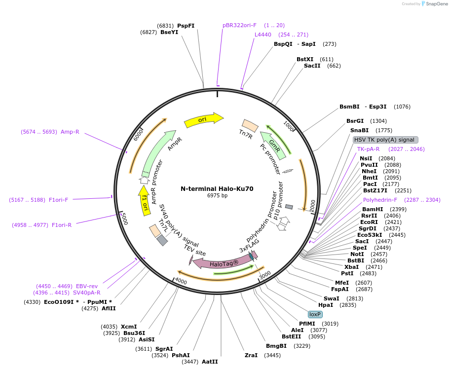 207547-plasmid-map-sequence-id-432387
