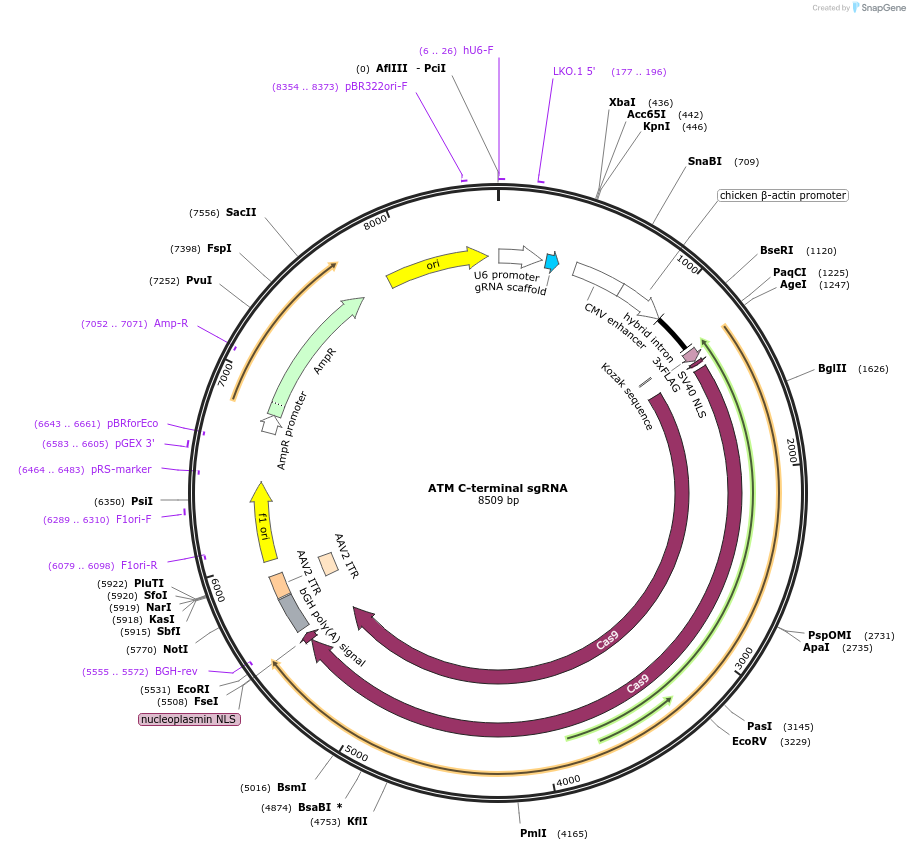 207097-plasmid-map-sequence-id-432401