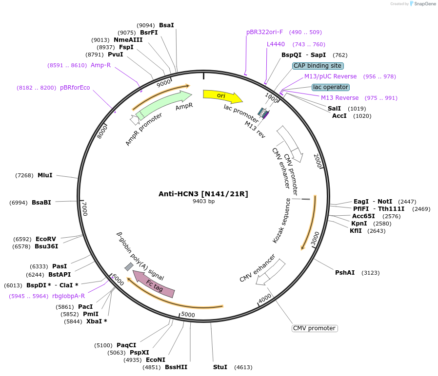 206614-plasmid-map-sequence-id-432403