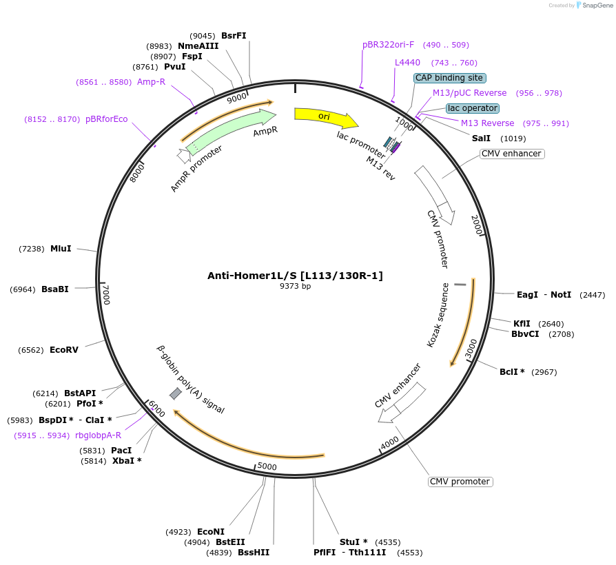 206687-plasmid-map-sequence-id-432405