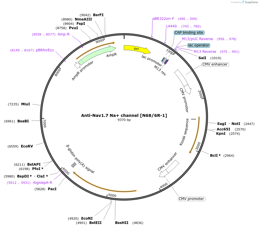 206717-plasmid-map-sequence-id-432409