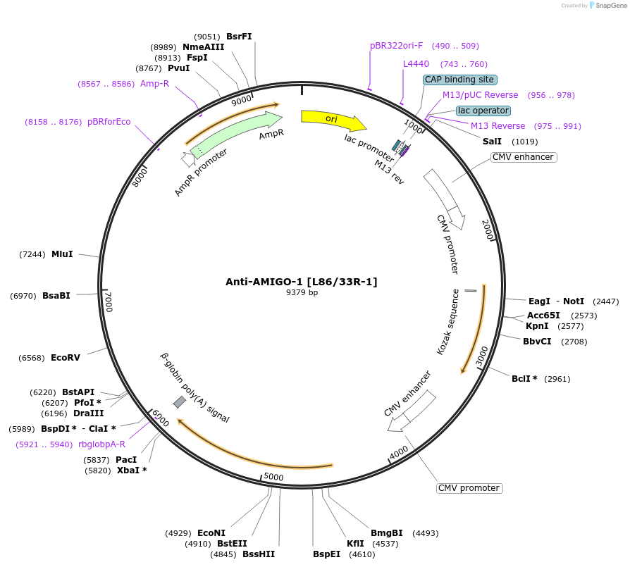 206695-plasmid-map-sequence-id-432410