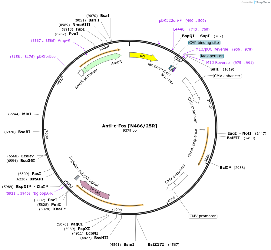 206619-plasmid-map-sequence-id-432411