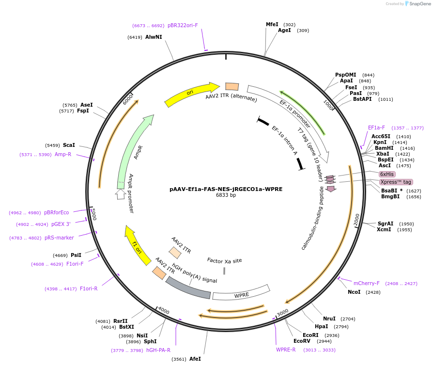 141236-plasmid-map-sequence-id-432423