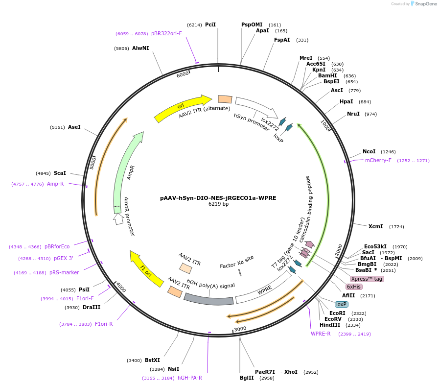 216276-plasmid-map-sequence-id-432426