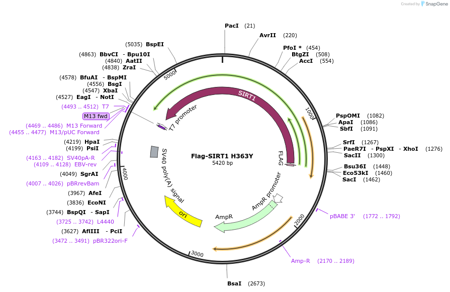1792-plasmid-map-sequence-id-43243