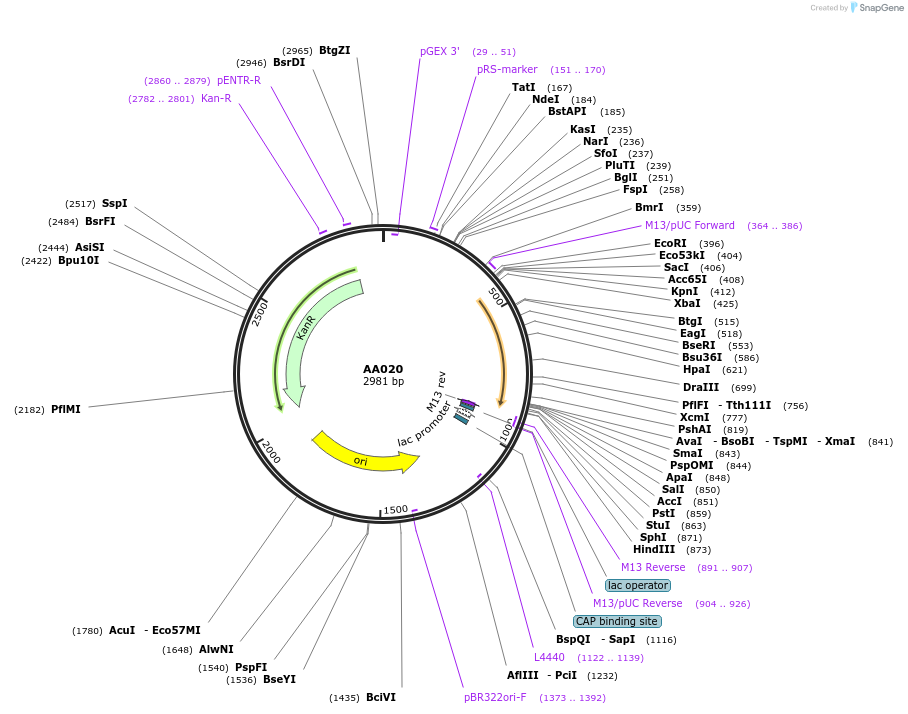 216004-plasmid-map-sequence-id-432430