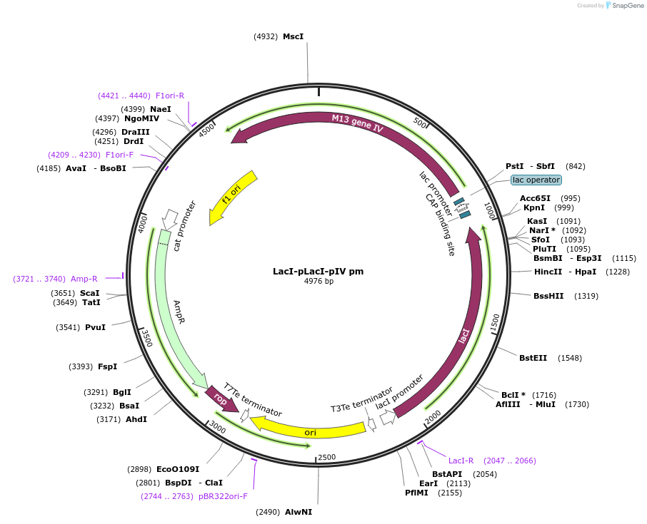 218101-plasmid-map-sequence-id-432440