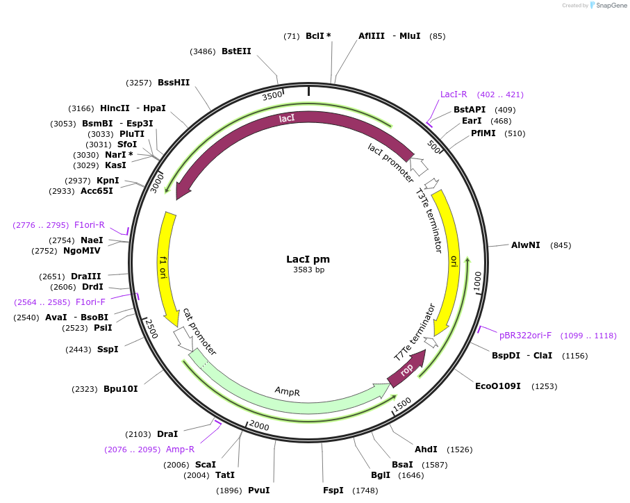 218097-plasmid-map-sequence-id-432441