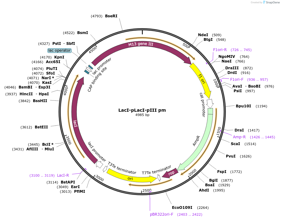 218100-plasmid-map-sequence-id-432442