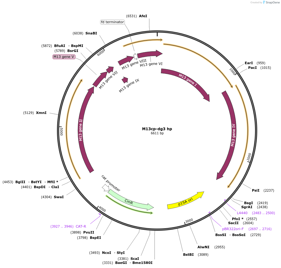 218095-plasmid-map-sequence-id-432463
