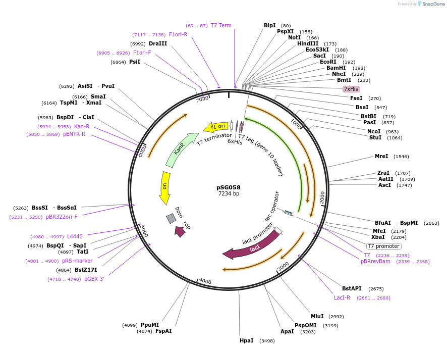214261-plasmid-map-sequence-id-432467