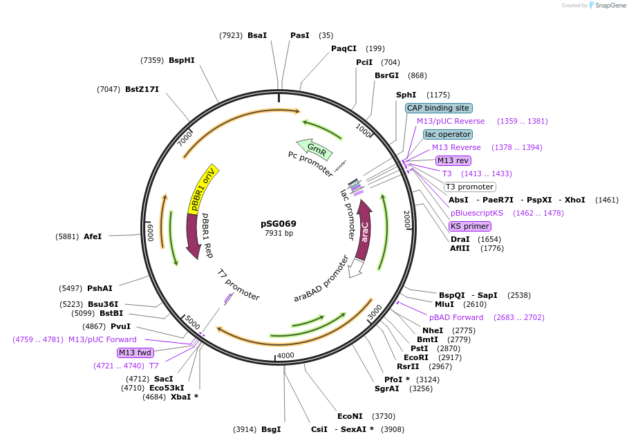 214260-plasmid-map-sequence-id-432474