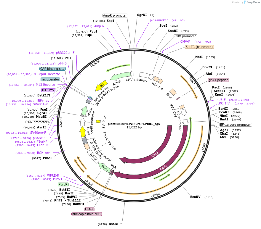 218522-plasmid-map-sequence-id-432481