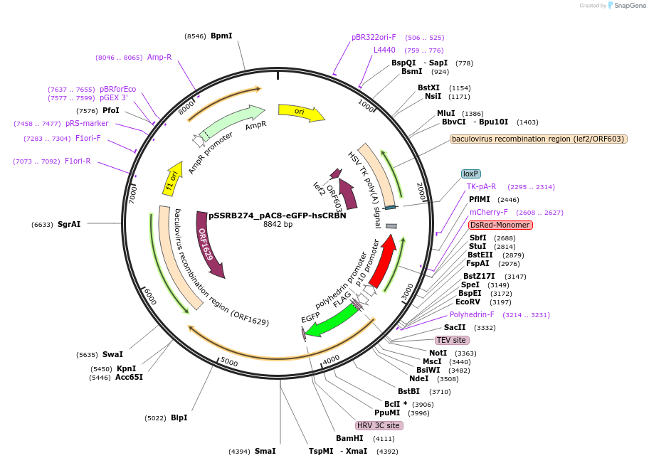 218791-plasmid-map-sequence-id-432483