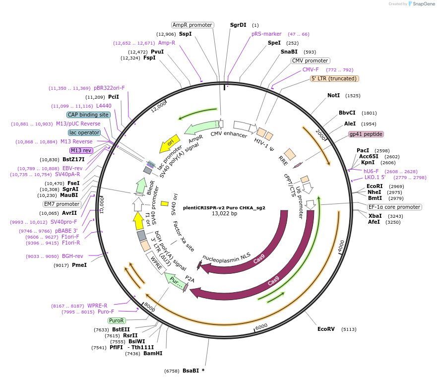 218523-plasmid-map-sequence-id-432484
