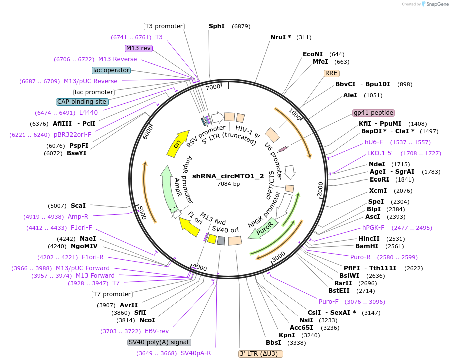 215233-plasmid-map-sequence-id-432515