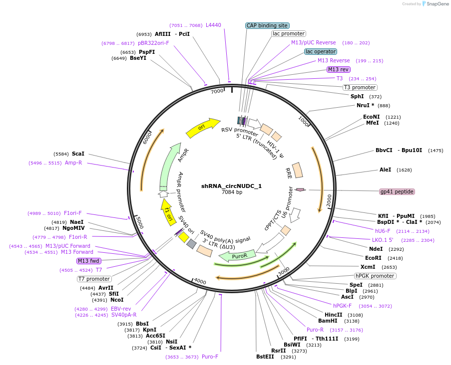215232-plasmid-map-sequence-id-432524