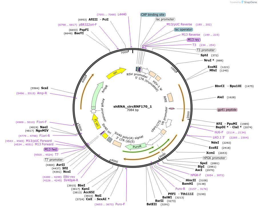 215226-plasmid-map-sequence-id-432527