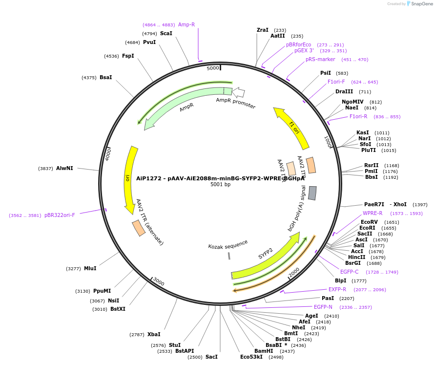 214478-plasmid-map-sequence-id-432529