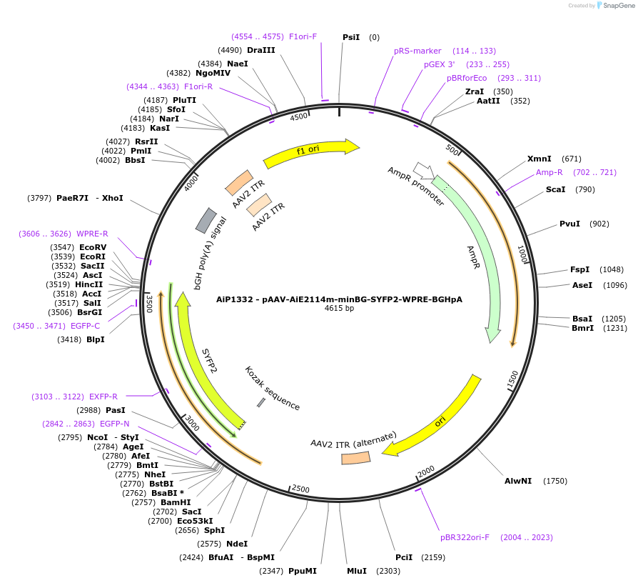 214483-plasmid-map-sequence-id-432531