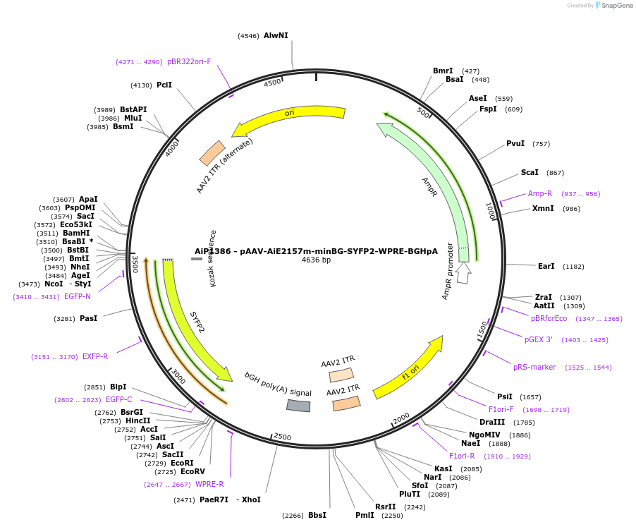 214487-plasmid-map-sequence-id-432535