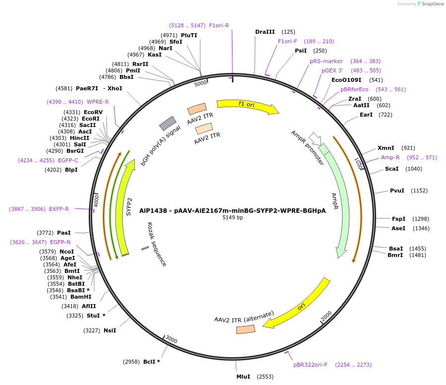 214499-plasmid-map-sequence-id-432540