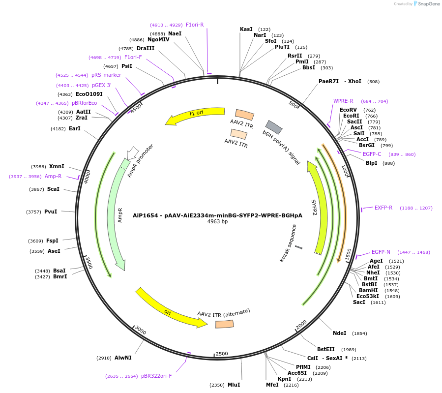 214507-plasmid-map-sequence-id-432542
