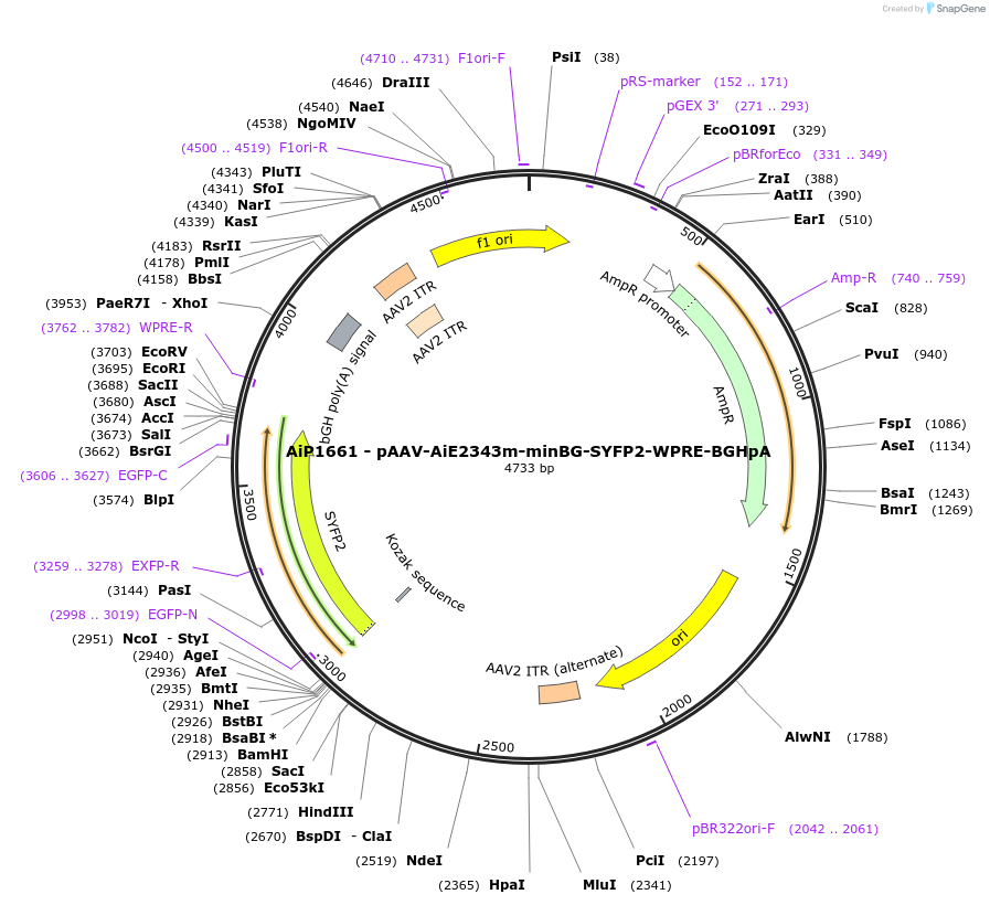 214511-plasmid-map-sequence-id-432543