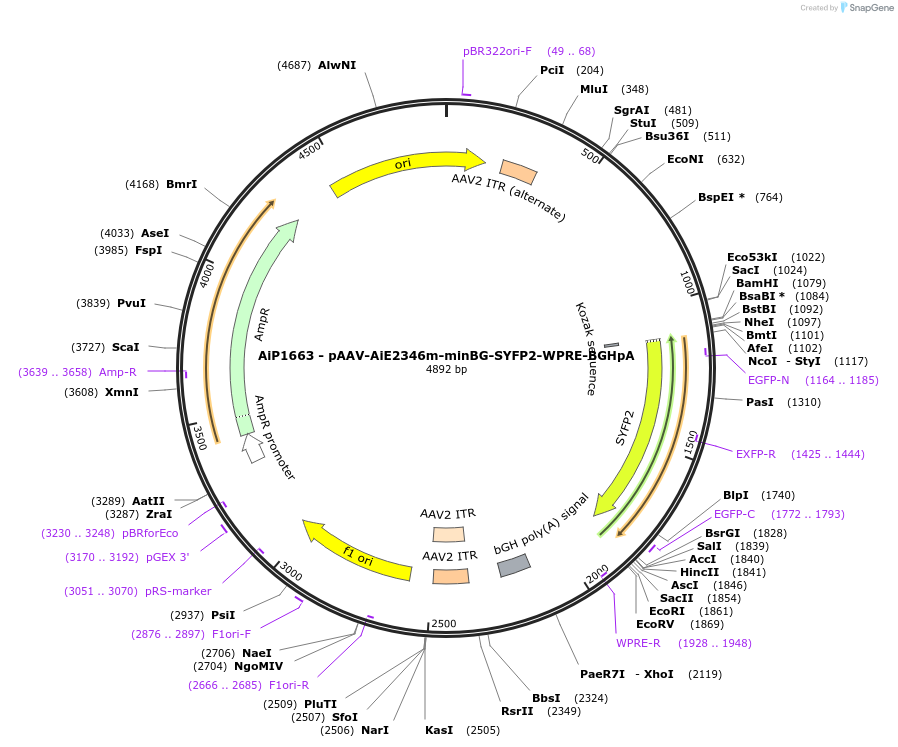 214512-plasmid-map-sequence-id-432544