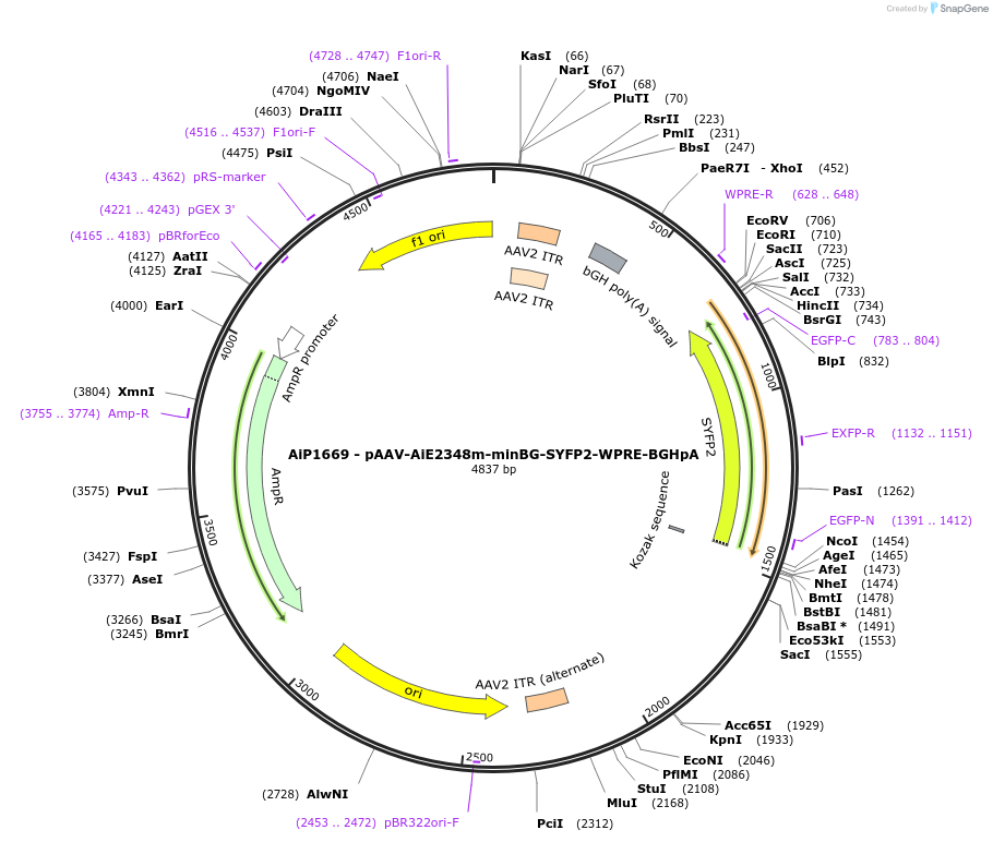 214514-plasmid-map-sequence-id-432545