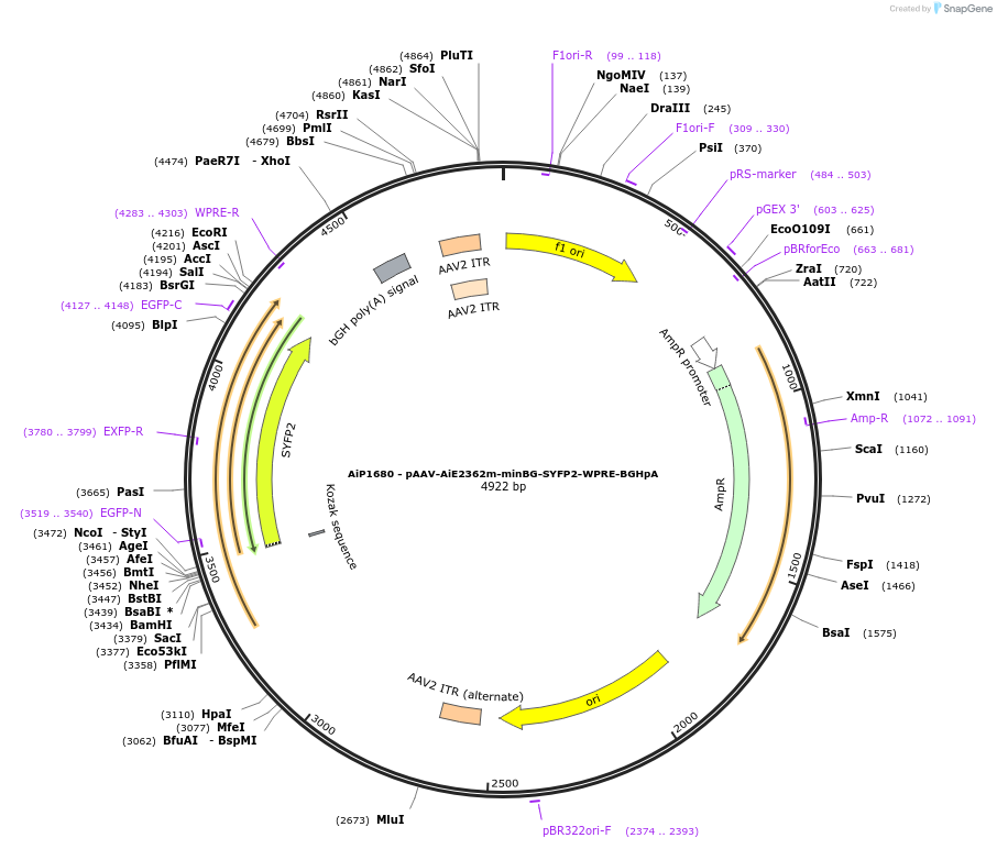 214516-plasmid-map-sequence-id-432547