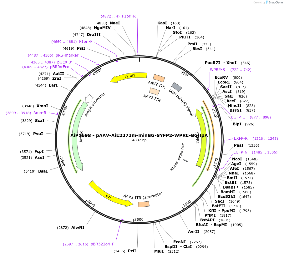 214520-plasmid-map-sequence-id-432549