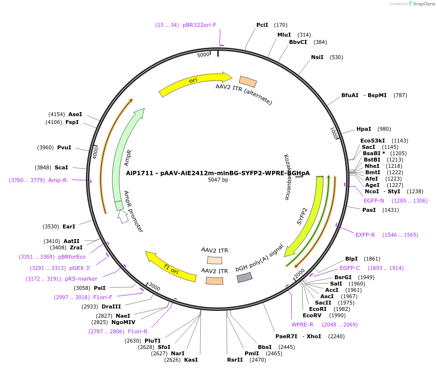214524-plasmid-map-sequence-id-432552